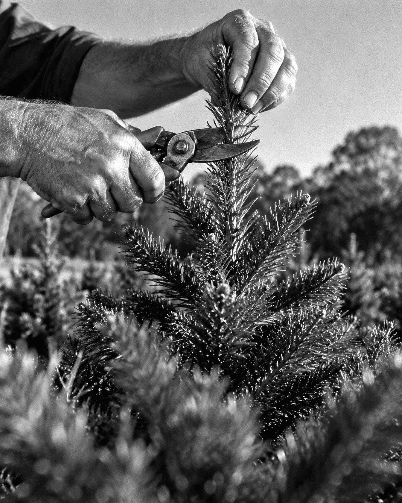 Black-and-white close-up of weathered hands shaping the tip of a young pine with secateurs, rows of young trees behind.