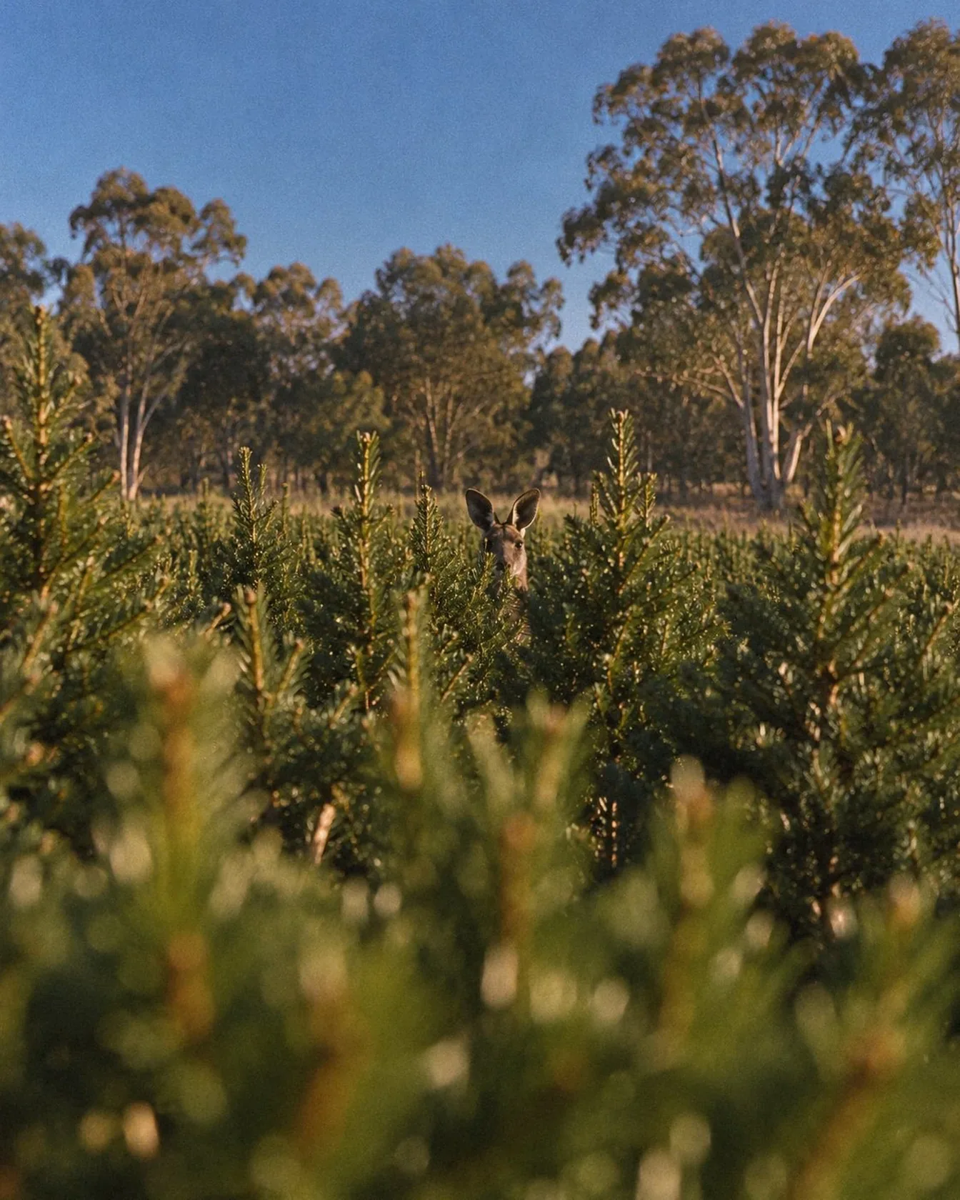 Rows of young pines under a blue sky, with just the ears and eyes of a kangaroo peeking out from between the trees.